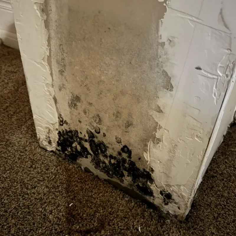 Professional Mold Removal in Valdosta, GA
